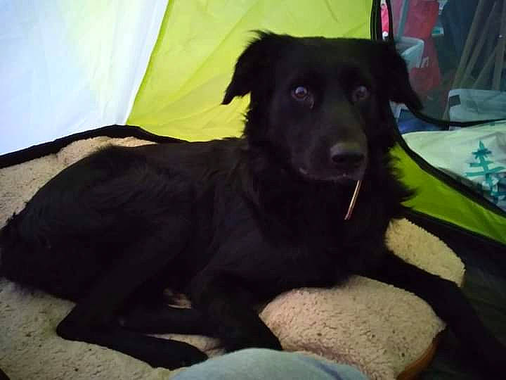 Amé participe au concours pour gagner de l'argent avec cette photo : borador, canidae, carnivore, companion_dog, dog, dog_breed, fur, guard_dog, gun_dog, liver, retriever, sporting_group, tints_and_shades, working_animal