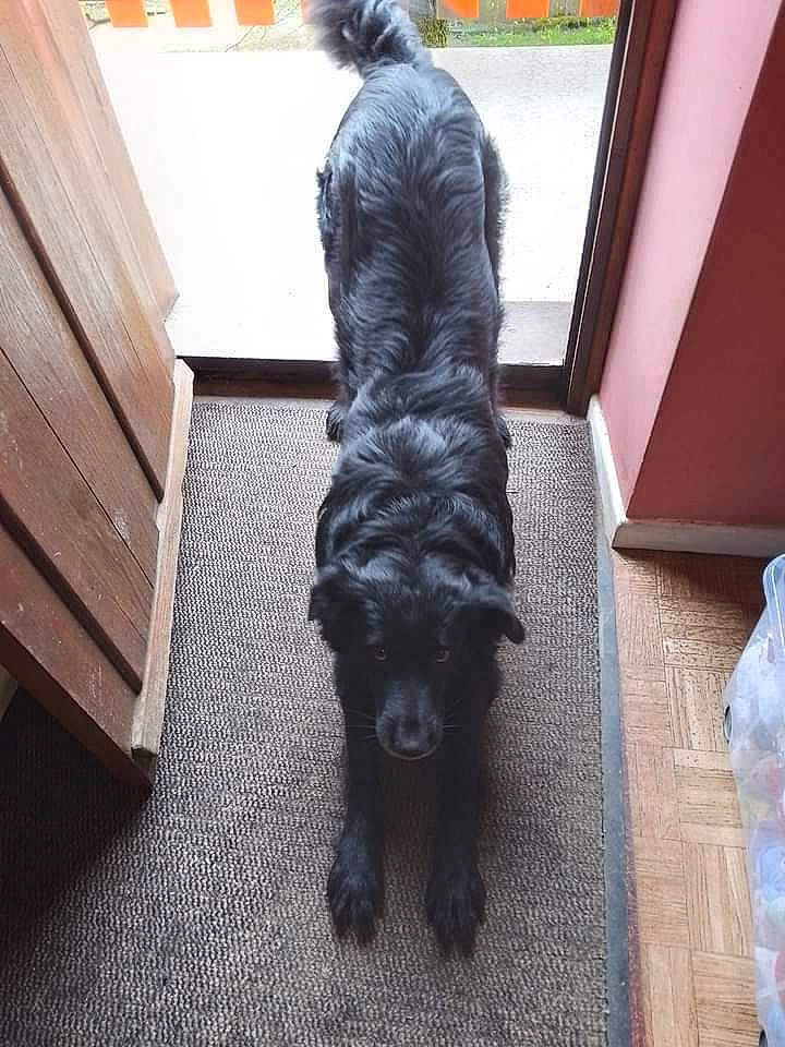 Amé a rejoint le concours — aidez-le/la à gagner de superbes lots ! canidae, carnivore, companion_dog, dog, dog_breed, felidae, floor, flooring, fur, hardwood, hat, human_leg, liver, sculpture, snout, sporting_group, tail, tints_and_shades, wood, working_animal