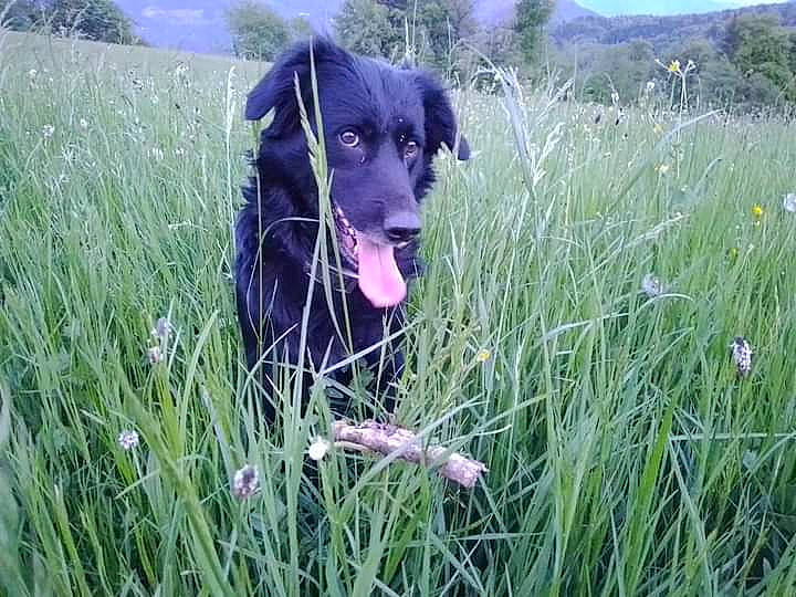 Amé participe au concours pour gagner de l'argent avec cette photo : canidae, carnivore, companion_dog, dog, dog_breed, dog_collar, flowering_plant, grass, grass_family, grassland, gun_dog, herbaceous_plant, meadow, pasture, personal_protective_equipment, plant, prairie, sporting_group, tree, working_animal
