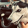 black_and_white, blue_eyes, car, car_interior, close_up, dashboard, dog, ears, fluffy, fur, gearshift, hand, indoor, open_mouth, pet, portrait, siberian_husky, smiling, snout, whiskers