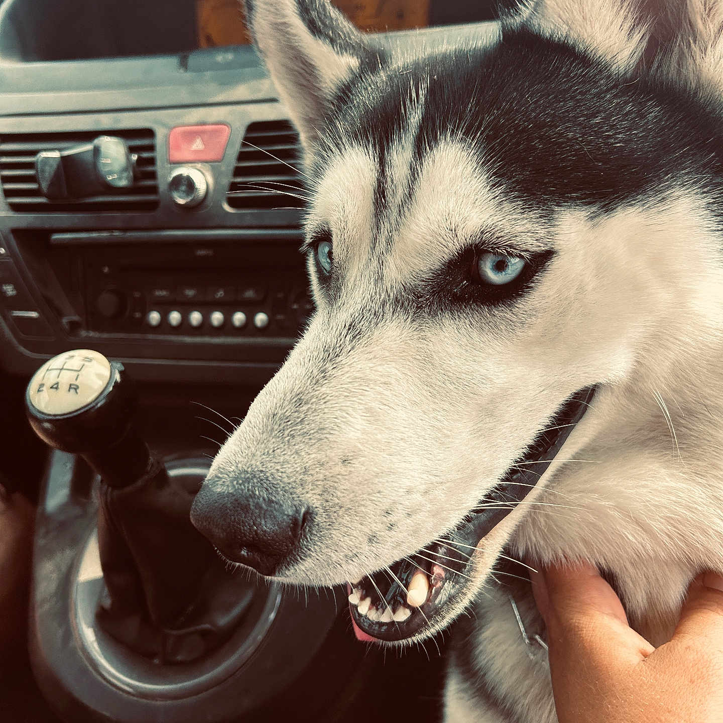 Asko