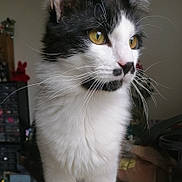 Java a rejoint le concours — aidez-le/la à gagner de superbes lots ! cat, black_and_white, yellow_eyes, whiskers, fur, close_up, indoor, pet, animal, feline, portrait, curious, fluffy, domestic_cat, side_view, soft_lighting, household, background_blur, cute, mammal