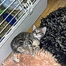 Azur a rejoint le concours — aidez-le/la à gagner de superbes lots ! kitten, cat, gray_tabby, blue_eyes, furry, pink_rug, black_rug, cage, guinea_pig, hay, pet, indoor, wooden_floor, small_animal, cute, resting, feline, fuzziness, animal_companions, cozy