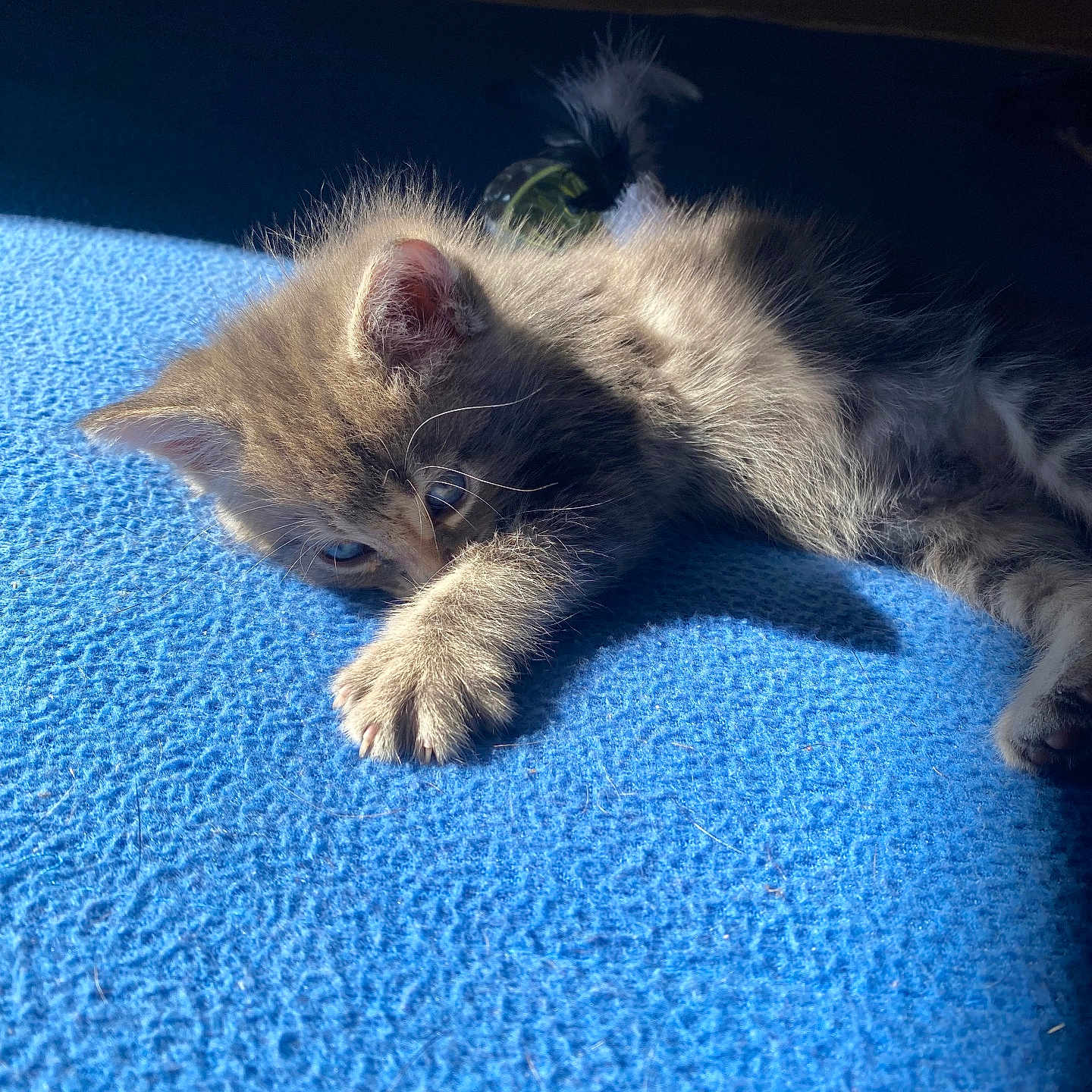 Azur a rejoint le concours — aidez-le/la à gagner de superbes lots ! kitten, cat, animal, pet, feline, sleeping, resting, blue_blanket, sunlight, indoor, cozy, cute, fluffy, paw, young, fur, whiskers, relaxing, soft, texture