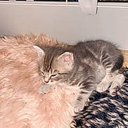 Azur participe au concours pour gagner de l'argent avec cette photo : kitten, cat, sleeping, furry, soft, cushion, blanket, pet_cage, gray, tabby, fur, indoor, cozy, resting, animal, cute, small, young, paw, ears