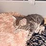 kitten, cat, sleeping, furry, soft, cushion, blanket, pet_cage, gray, tabby, fur, indoor, cozy, resting, animal, cute, small, young, paw, ears