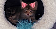 Azur a rejoint le concours — aidez-le/la à gagner de superbes lots ! kitten, cat, pet, fluffy_bed, toy, feather_toy, cozy, cute, indoor, animal, feline, resting, playful, filter, pink_ears, small, fur, domestic_cat, relaxed, circular_bed