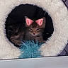 kitten, cat, pet, fluffy_bed, toy, feather_toy, cozy, cute, indoor, animal, feline, resting, playful, filter, pink_ears, small, fur, domestic_cat, relaxed, circular_bed