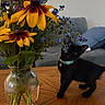 Martini is registered to the contest to win money with this photo: kitten, black_cat, collar, flowers, vase, wooden_table, yellow_flowers, purple_flowers, indoor, curious, pet, feline, small_cat, green_leaves, living_room, couch, pillow, tabletop, domestic_animal, closeup