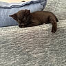 Martini is registered to the contest to win money with this photo: kitten, cat, sleeping, black_cat, couch, cushion, armrest, indoor, pet, feline, resting, cozy, fabric, soft, animal, cute, small, relaxed, home, nap