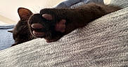 Martini joined the competition — help win amazing prizes! cat, paw, black_cat, close_up, feline, pet, indoor, resting, sleeping, soft_texture, blanket, cozy, animal, mammal, whiskers, fur, claws, relaxation, home, cute