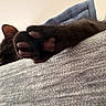 cat, paw, black_cat, close_up, feline, pet, indoor, resting, sleeping, soft_texture, blanket, cozy, animal, mammal, whiskers, fur, claws, relaxation, home, cute