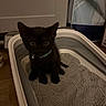 kitten, black_cat, litter_box, indoor, pet, small, curious, collar, bell, floor, container, cat, animal, feline, cute, young, domestic, sitting, looking, eyes