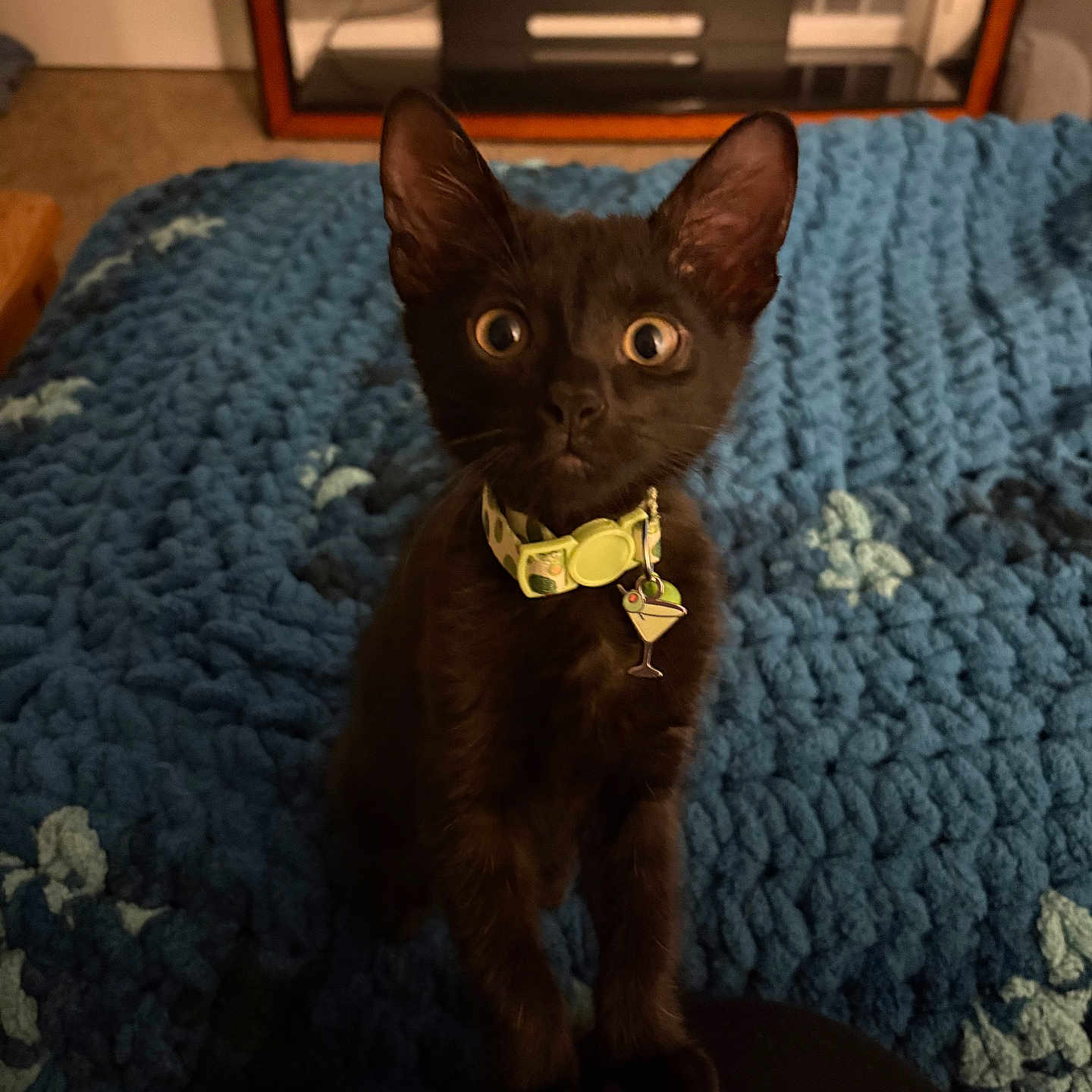 Martini is registered to the contest to win money with this photo: black_cat, kitten, pet, collar, charm, blue_blanket, knitted_blanket, indoor, furniture, wooden_shelf, bowl, carpet, cute, wide_eyes, young_cat, curious, small_pet, home, animal, feline