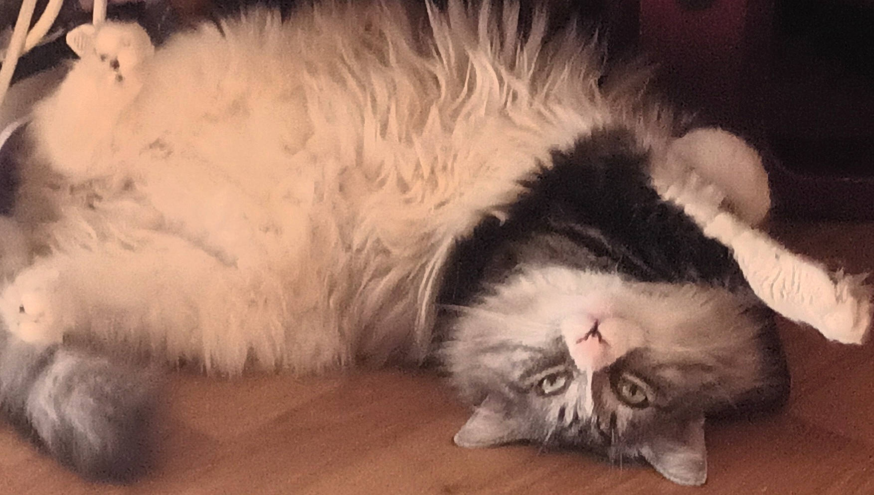 Prisca a rejoint le concours — aidez-le/la à gagner de superbes lots ! carnivore, cat, claw, comfort, companion_dog, domestic_short_haired_cat, fang, felidae, fur, hardwood, natural_material, paw, photo_caption, small_to_medium_sized_cats, snout, tail, terrestrial_animal, whiskers, yawn