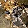 animal, brindle, brown_eyes, canine, cardboard_boxes, companionship, concrete, dog, domestic, ears, floor, household, indoor, looking_up, lying_down, mammal, paws, pet, relaxed, tail