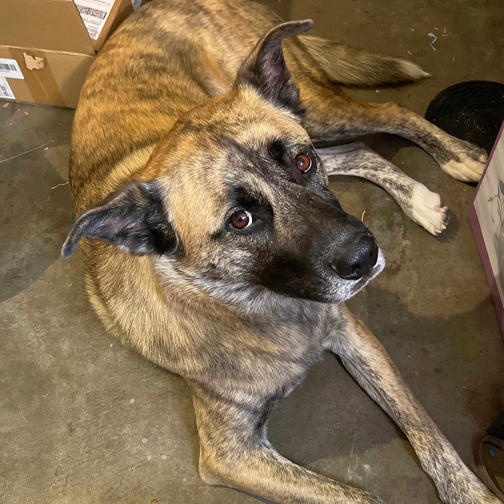 Hendricks joined the competition — help win amazing prizes! animal, brindle, brown_eyes, canine, cardboard_boxes, companionship, concrete, dog, domestic, ears, floor, household, indoor, looking_up, lying_down, mammal, paws, pet, relaxed, tail