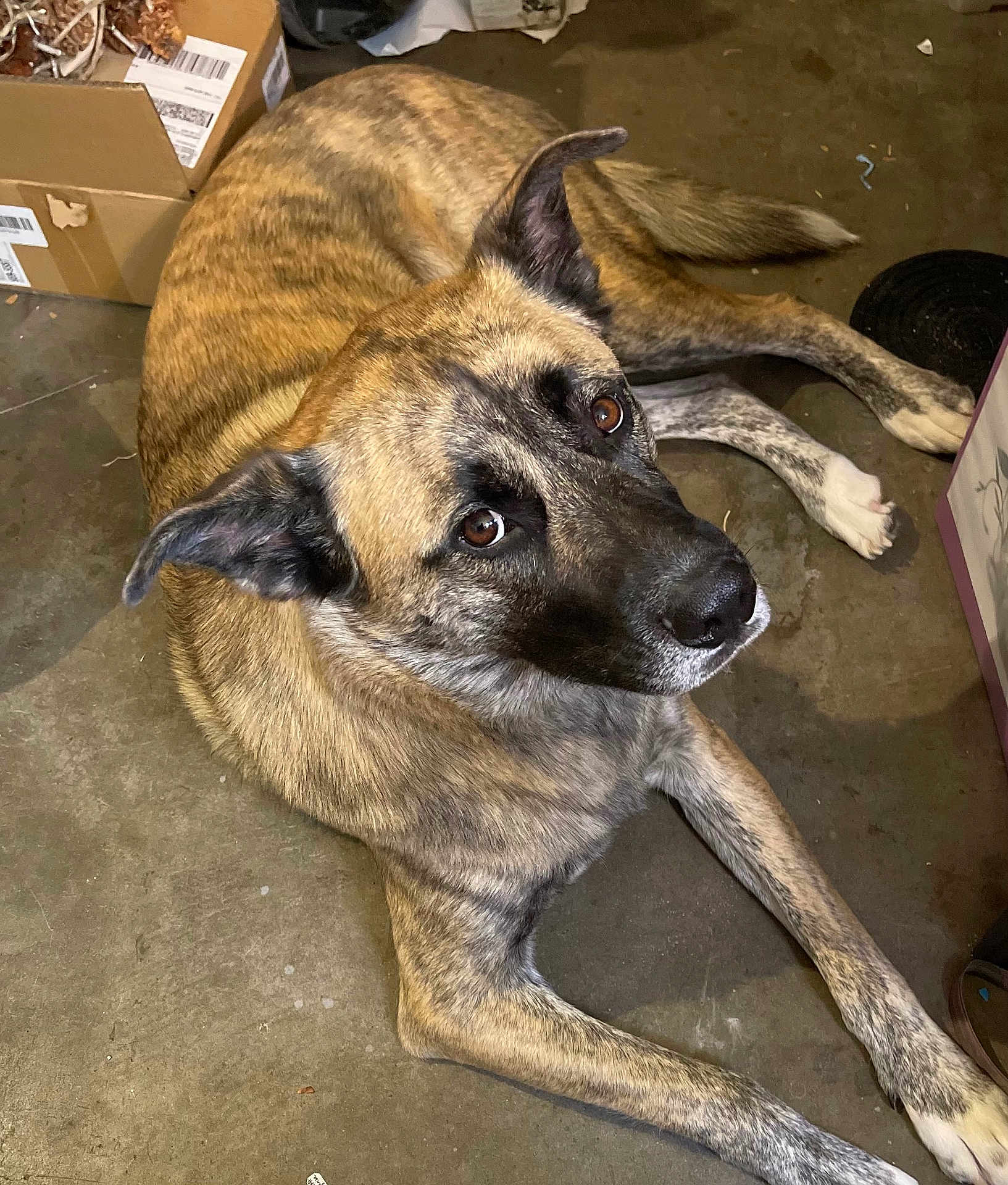 Hendricks joined the competition — help win amazing prizes! animal, brindle, brown_eyes, canine, cardboard_boxes, companionship, concrete, dog, domestic, ears, floor, household, indoor, looking_up, lying_down, mammal, paws, pet, relaxed, tail
