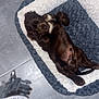 Ugo participe au concours pour gagner de l'argent avec cette photo : puppy, dog, pet, bed, lying_down, indoor, tile_floor, brown, fluffy, cozy, cute, young_dog, relaxed, animal, companion, domestic_animal, resting, looking_up, soft_bed, small_dog