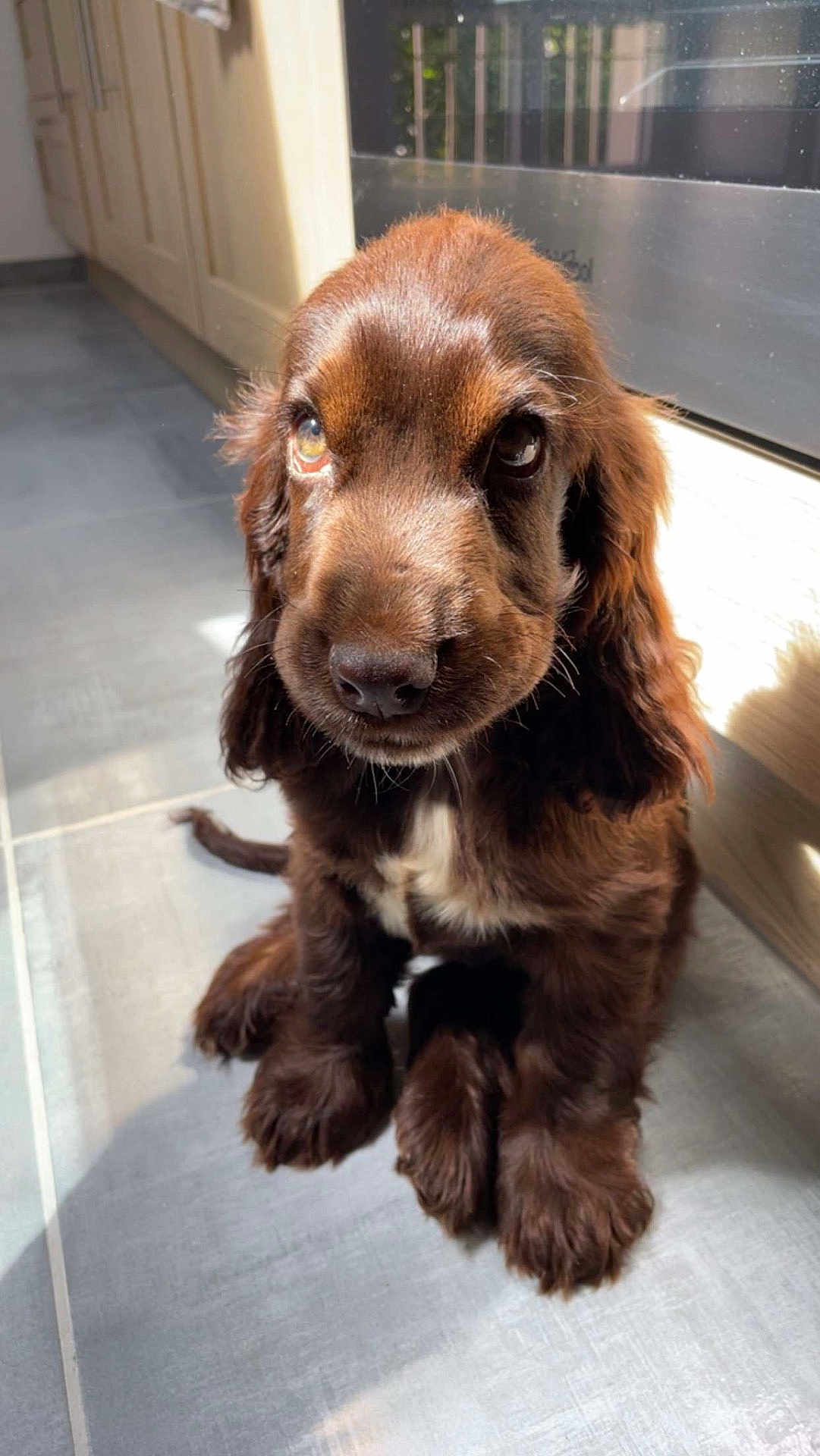 Ugo a rejoint le concours — aidez-le/la à gagner de superbes lots ! puppy, dog, brown, cute, fluffy, indoor, tile_floor, sunlight, pet, animal, young, fur, sitting, adorable, closeup, companion, looking_up, domestic, canine, ears
