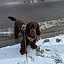 dog, brown_dog, snow, sidewalk, road, pavement, footprints, harness, leash, parked_car, winter, outdoor, animal, pet, curious, walking, cold, daylight, street, reflection