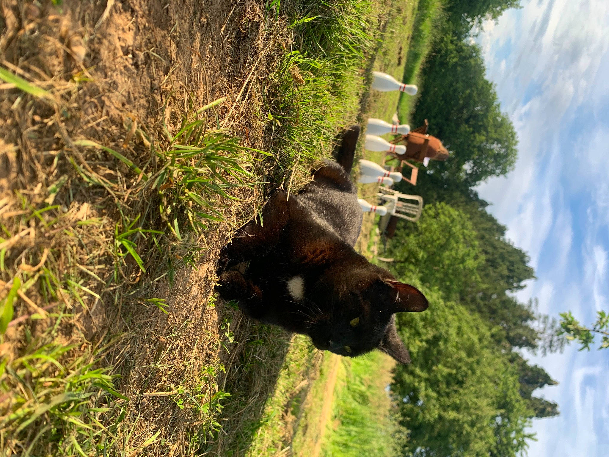Noopy participe au concours pour gagner de l'argent avec cette photo : american_black_bear, biome, cloud, grass, groundcover, landscape, plant, pole, rock, sky, soil, sporting_group, terrestrial_animal, tree, trunk, wildlife, working_animal