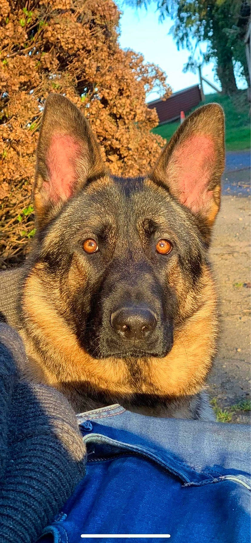 Youka a rejoint le concours — aidez-le/la à gagner de superbes lots ! blue, canidae, carnivore, dog, dog_breed, east_european_shepherd, electric_blue, eye, fur, german_shepherd_dog, guard_dog, herding_dog, king_shepherd, old_german_shepherd_dog, snout, sporting_group, terrestrial_animal, working_dog