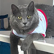 Gribouille participe au concours pour gagner de l'argent avec cette photo : abyssinian, accessories, angora, animal, blackcat, cat, chair, couch, cushion, egyptiancat, furniture, gray, harness, homedecor, kitten, manx, person, pet, slate, sleeping