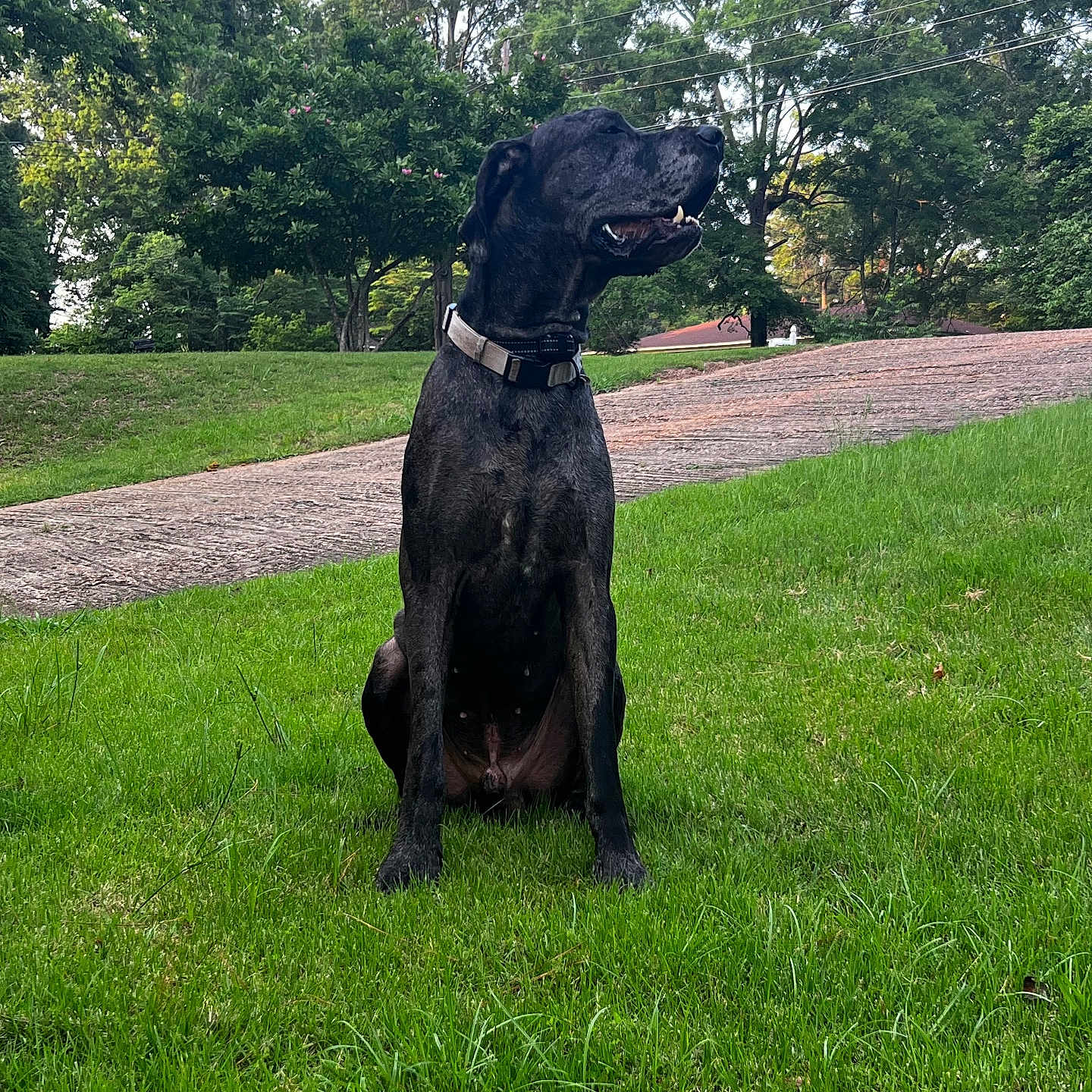 Arlo is registered to the contest to win money with this photo: animal, canine, dog, field, grass, grassland, greatdane, grove, labradorretriever, land, lawn, nature, outdoors, park, pet, plant, pointer, tree, vegetation, woodland