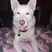 Charli is registered to the contest to win money with this photo: animal, blanket, brown_eyes, collar, cozy, dog, dog_tag, ears, friendly, fur, gray, indoor, knitted_blanket, looking_at_camera, pet, pink, resting, smiling, tongue, white_dog