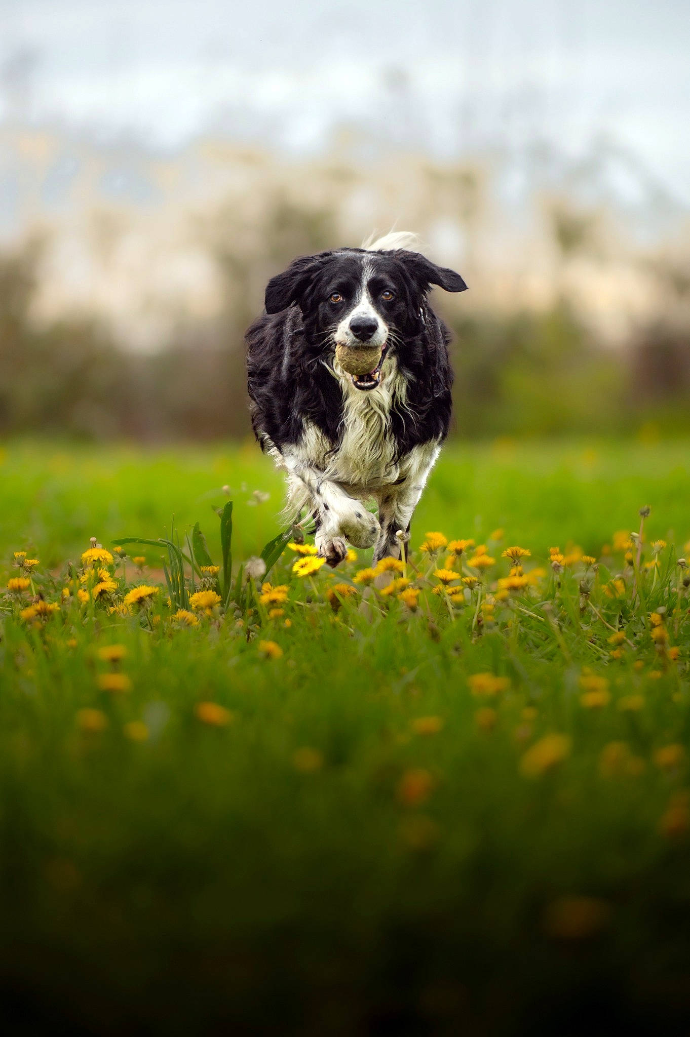 Loki participe au concours pour gagner de l'argent avec cette photo : canidae, carnivore, companion_dog, dog, dog_breed, field, flower, grass, grassland, gun_dog, happy, herbaceous_plant, meadow, natural_landscape, pasture, people_in_nature, plant, prairie, snout, sporting_group