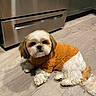adorable, animal, appliance, brown_and_white, companion, cozy, cute, dog, domestic, flooring, fur, indoor, kitchen, looking_up, orange_sweater, pet, puppy, shaggy, small_dog, wooden_floor