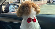 Cairo is registered to the contest to win money with this photo: animal, back_view, blue_sky, car, clouds, dog, door_panel, fur, handicapped_parking_sign, outdoor, parking_lot, pet, rear_view_mirror, red_bow, reflection, shopping_plaza, side_mirror, sunny_day, vehicle_interior, window