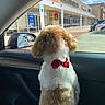 animal, back_view, blue_sky, car, clouds, dog, door_panel, fur, handicapped_parking_sign, outdoor, parking_lot, pet, rear_view_mirror, red_bow, reflection, shopping_plaza, side_mirror, sunny_day, vehicle_interior, window