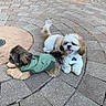 animal, bench, cute, daytime, dog, fur, green_jacket, happy, legs, outdoor, panting, park, pavement, pet, pet_clothing, puppy, resting, shoes, small_dog, stone