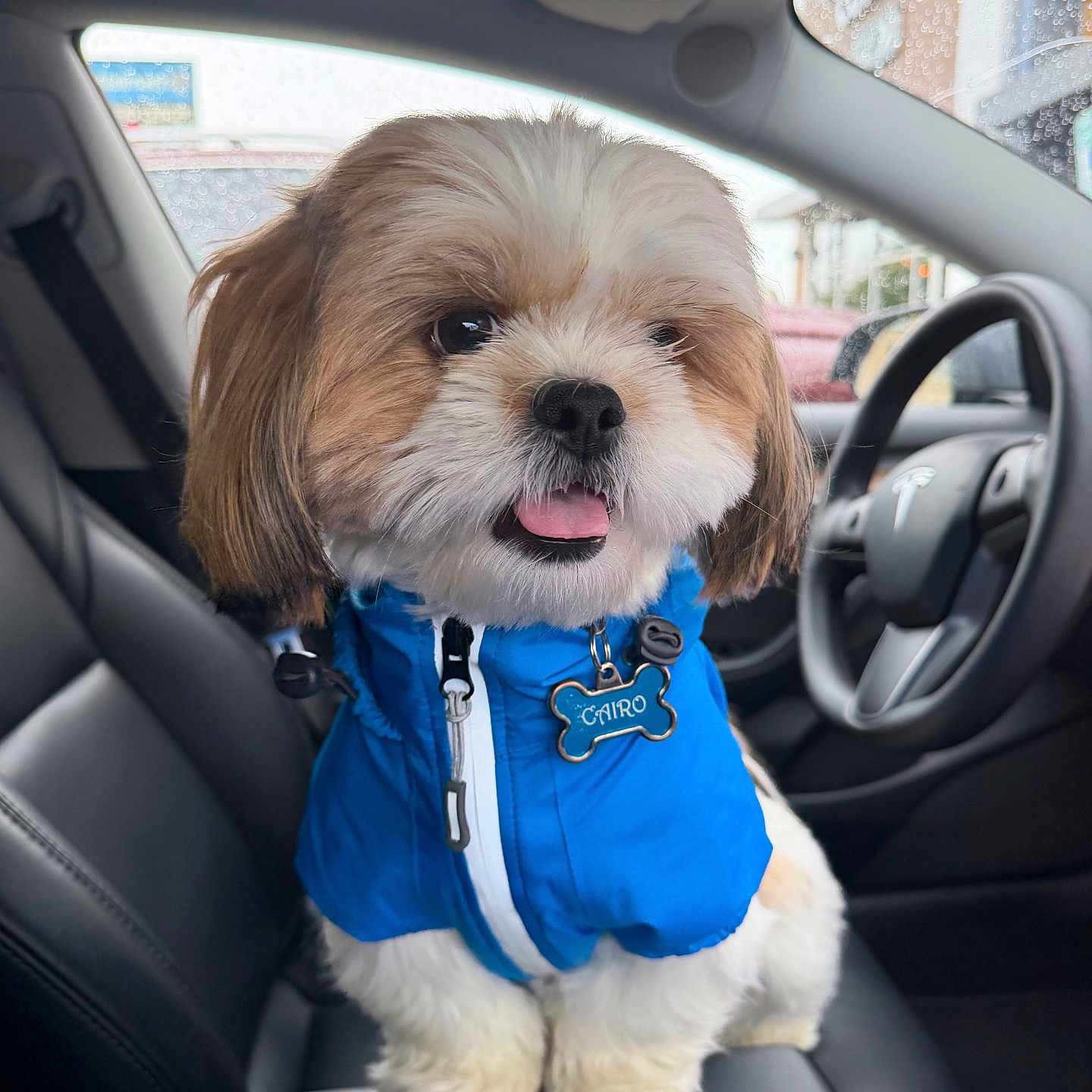 Cairo joined the competition — help win amazing prizes! dog, pet, car_interior, blue_jacket, cute, fluffy, small_dog, seat, leather_seat, steering_wheel, window, rain_drops, collar, name_tag, tongue_out, companion, animal, indoor, transportation, happy