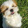 Cairo is registered to the contest to win money with this photo: dog, puppy, grass, outdoor, pet, happy, cute, fluffy, white, brown, animal, small_dog, tongue_out, sunlight, playful, looking_up, standing, closeup, nature, adorable