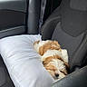 Cairo joined the competition — help win amazing prizes! puppy, dog, sleeping, white_pillow, car_interior, car_seat, seatbelt, black_seat, window, daylight, resting, fur, cute, pet, cozy, travel, calm, small_dog, brown_and_white, nap