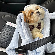Cairo joined the competition — help win amazing prizes! dog, bow_tie, furry, pet, car_seat, seatbelt, bag, fleece, cute, small_dog, brown_and_white, adorable, cozy, leather_seat, car_interior, puppy, sitting, looking_up, fluffy, pet_accessory