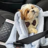 dog, bow_tie, furry, pet, car_seat, seatbelt, bag, fleece, cute, small_dog, brown_and_white, adorable, cozy, leather_seat, car_interior, puppy, sitting, looking_up, fluffy, pet_accessory