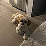 animal, appliance, collar, comfort, cozy, curious, cute, dog, domestic, fluffy, fur, home, indoor, lying_down, pet, puppy, rug, small_dog, stainless_steel, wooden_floor