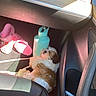 dog, car, footwell, water_bottle, pink_crocs, sunlight, sleeping, fluffy, small_dog, interior, seat, leather, shadow, diaper, resting, pet, cozy, relaxing, daylight, vehicle