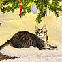 cat, christmas_tree, cozy, curious, decorations, festive, fluffy_rug, fur, holiday, indoor, kitten, lights, ornaments, pet, relaxing, tabby, tree_branch, whiskers, wood_floor, young_animal