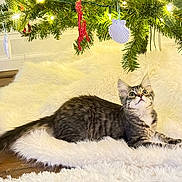 Luke joined the competition — help win amazing prizes! animal, cat, christmas_tree, cozy, curious, decorations, feline, festive, floor, fluffy_rug, greenery, holiday, indoor, kitten, lights, ornaments, pet, tabby, white_rug, wooden_floor