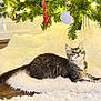 animal, cat, christmas_tree, cozy, curious, decorations, feline, festive, floor, fluffy_rug, greenery, holiday, indoor, kitten, lights, ornaments, pet, tabby, white_rug, wooden_floor