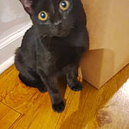 Spaghetti is registered to the contest to win money with this photo: cat, black_cat, kitten, pet, feline, indoor, hardwood_floor, cardboard_box, curious, wide_eyes, whiskers, ears, paws, sitting, portrait, closeup, cute, blur, shadow, floor