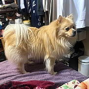 Babba is registered to the contest to win money with this photo: dog, pomeranian, small_dog, fluffy, fur, tan, standing, side_profile, pet, indoor, bed, blanket, closet, hanger, clothes, shelf, clutter, home, portrait, companion