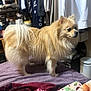 dog, pomeranian, small_dog, fluffy, fur, tan, standing, side_profile, pet, indoor, bed, blanket, closet, hanger, clothes, shelf, clutter, home, portrait, companion
