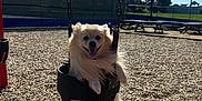 Babba is registered to the contest to win money with this photo: dog, pomeranian, swing, playground, wood_chips, chain, happy, tongue_out, pet, outdoors, sunny, shadow, park, fence, bench, grass, tree, seat, closeup, smile