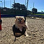 dog, pomeranian, swing, playground, wood_chips, chain, happy, tongue_out, pet, outdoors, sunny, shadow, park, fence, bench, grass, tree, seat, closeup, smile